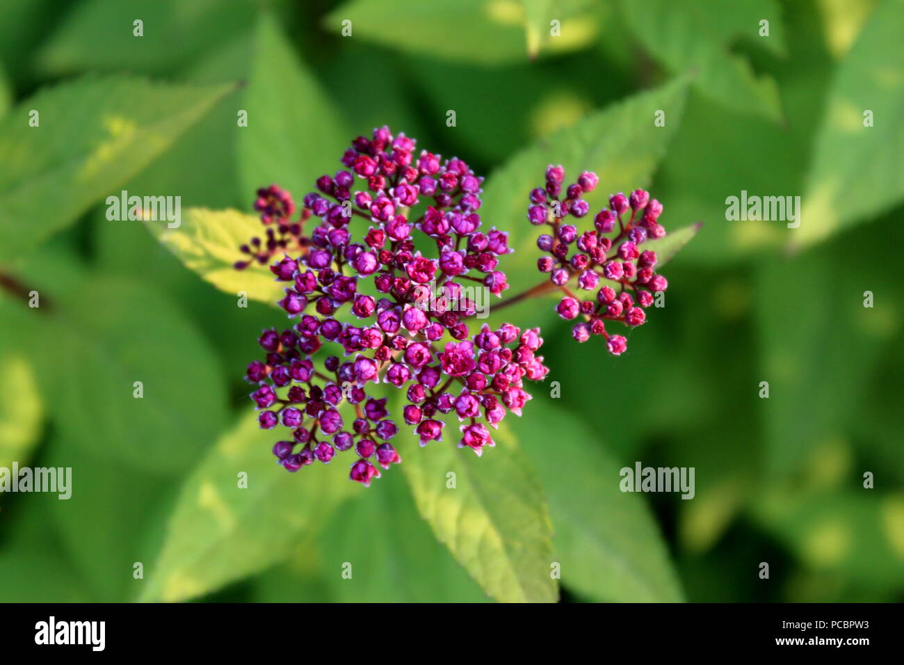 4 Coins Au Jardin Spirea Bumalda Gold Flame