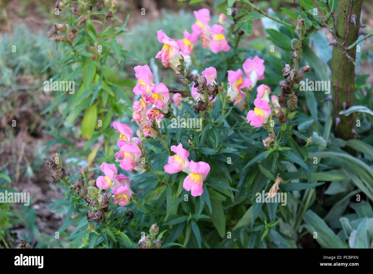 Common snapdragon or Antirrhinum majus small blooming and partially dried pink white flowers on dark green leaves and local garden vegetation backgrou Stock Photo