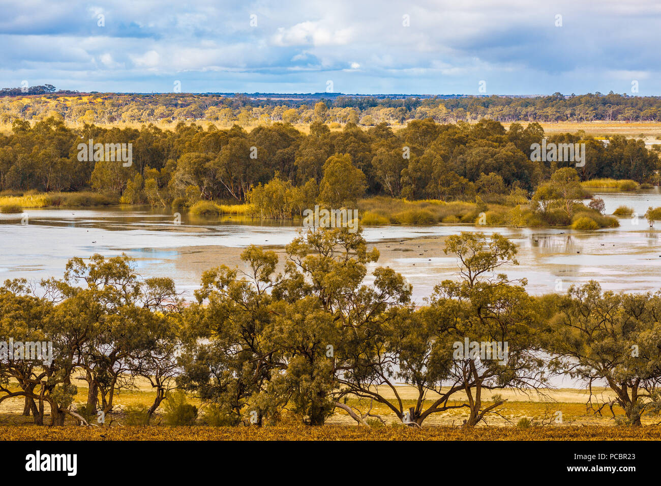 Mallee eucalyptuses on Murray River in Riverland, South Australia Stock Photo