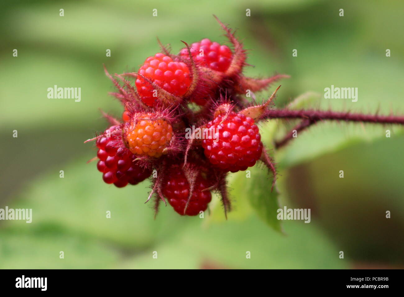 Raspberry thorns hires stock photography and images Alamy