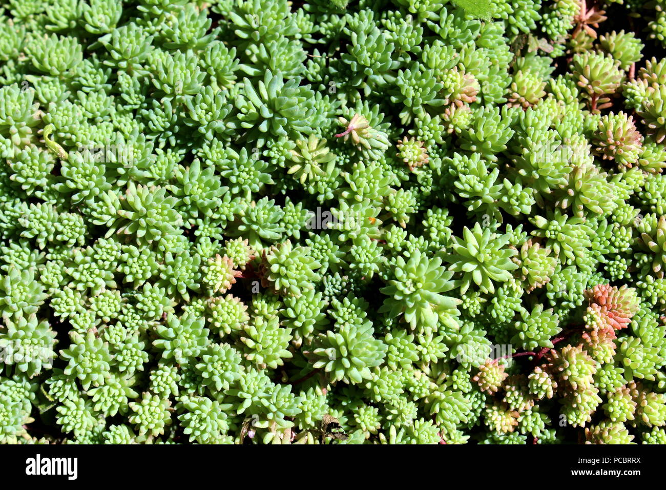 Sedum or Stonecrop hardy succulent ground cover perennial green plant with thick, succulent leaves, fleshy stems and clusters of star-shaped flowers g Stock Photo