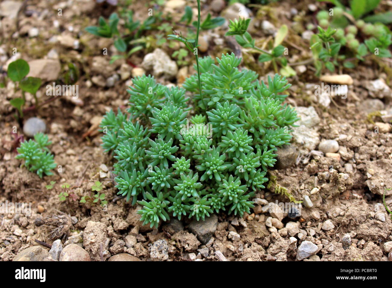 Sedum or Stonecrop hardy succulent ground cover perennial green plant with thick, succulent leaves, fleshy stems and clusters of star-shaped flowers g Stock Photo