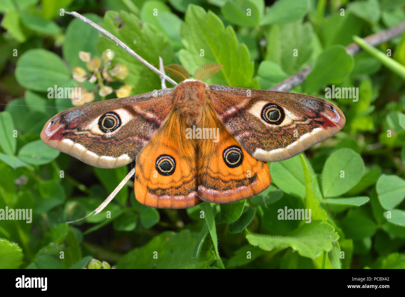 Emperor's Night Butterfly, Emperor Moth, Saturnia pavonia, Small emperor moth Stock Photo
