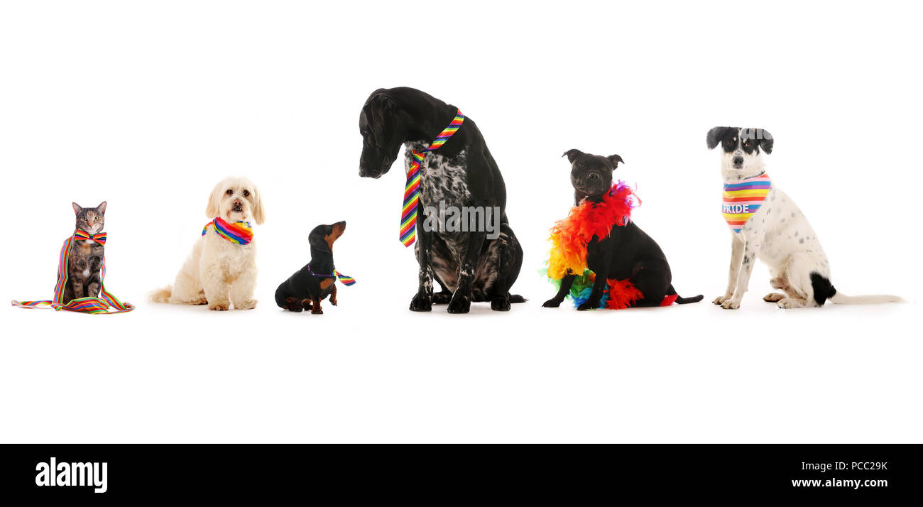 pets kitchen limited