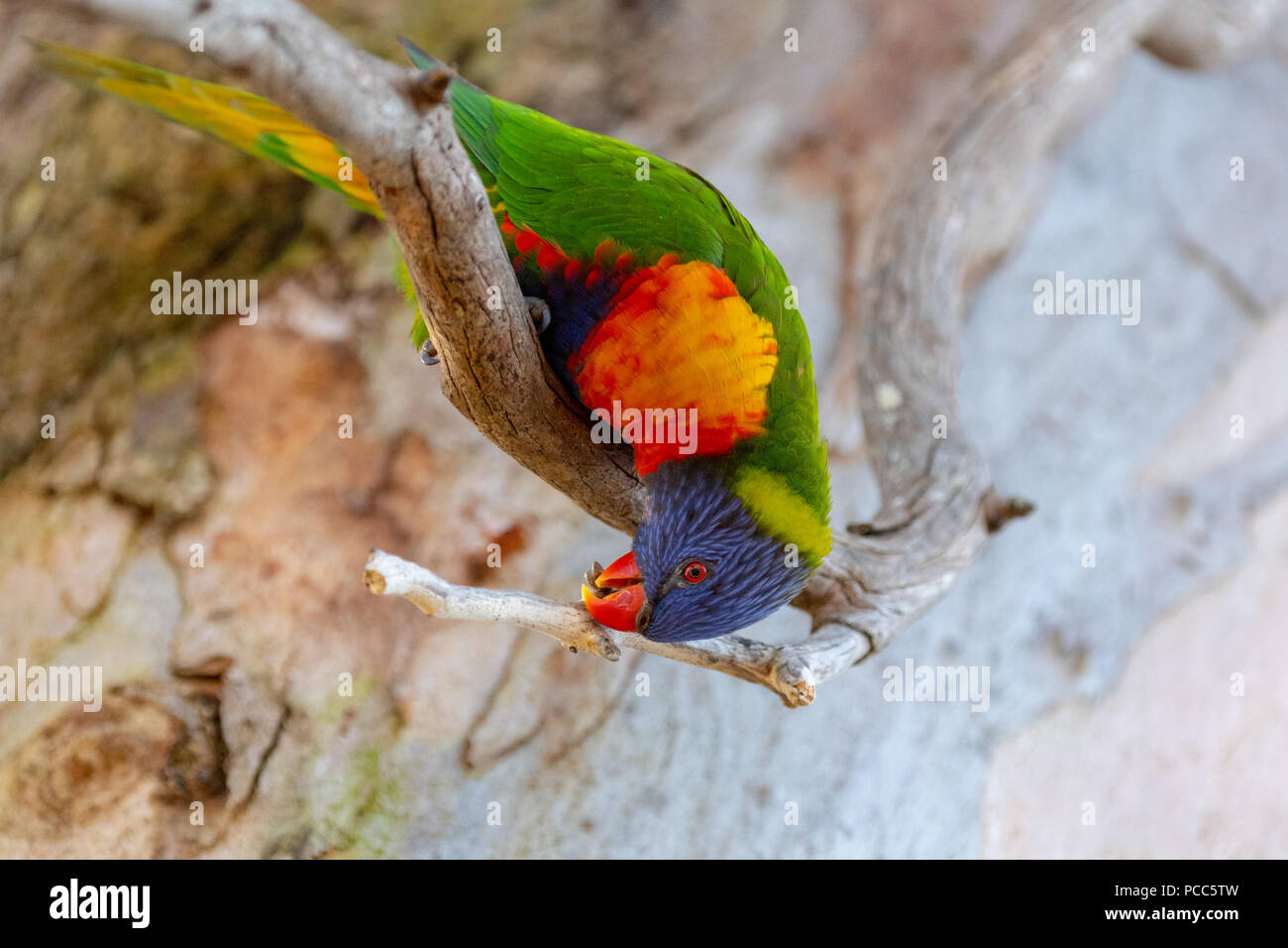 A rainbow lorikeet nibbling on a branch on the foreshore of Lake Macquarie NSW Australia Stock Photo