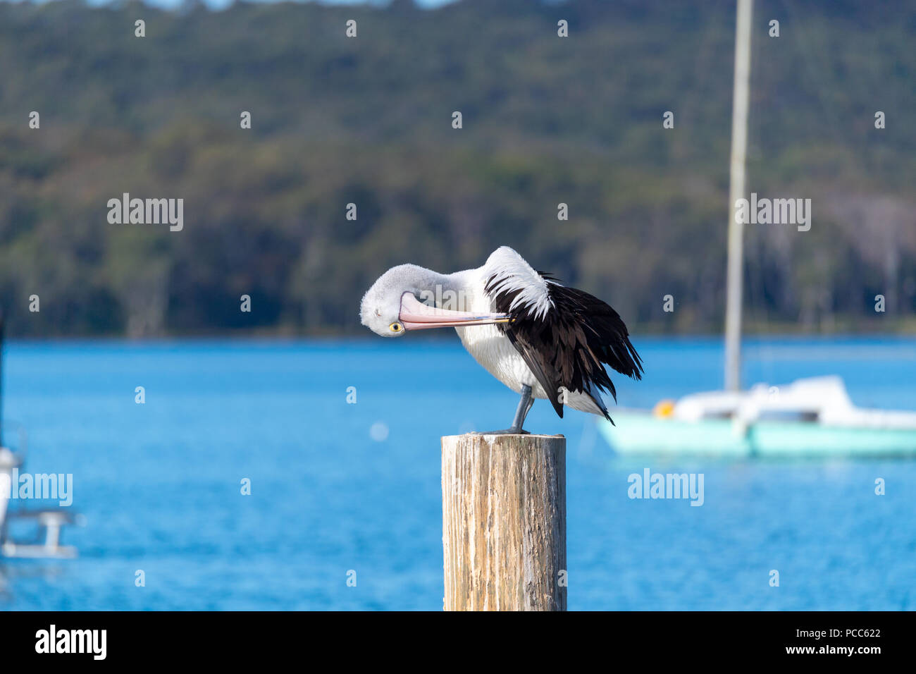 A pelican grooms itself on Lake Macquarie NSW Australia Stock Photo