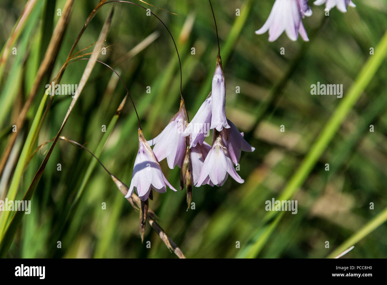 The flowers of a grassy bells (Dierama pendulum) Stock Photo
