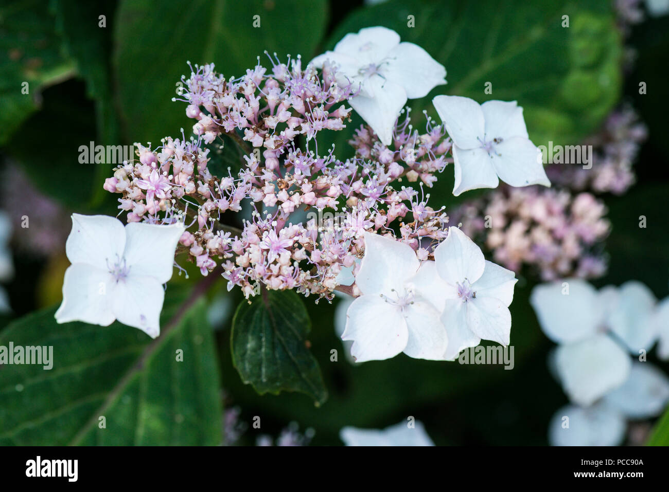 A close up of the flowers of a mountain hydrangea (Hydrangea serrata) Stock Photo