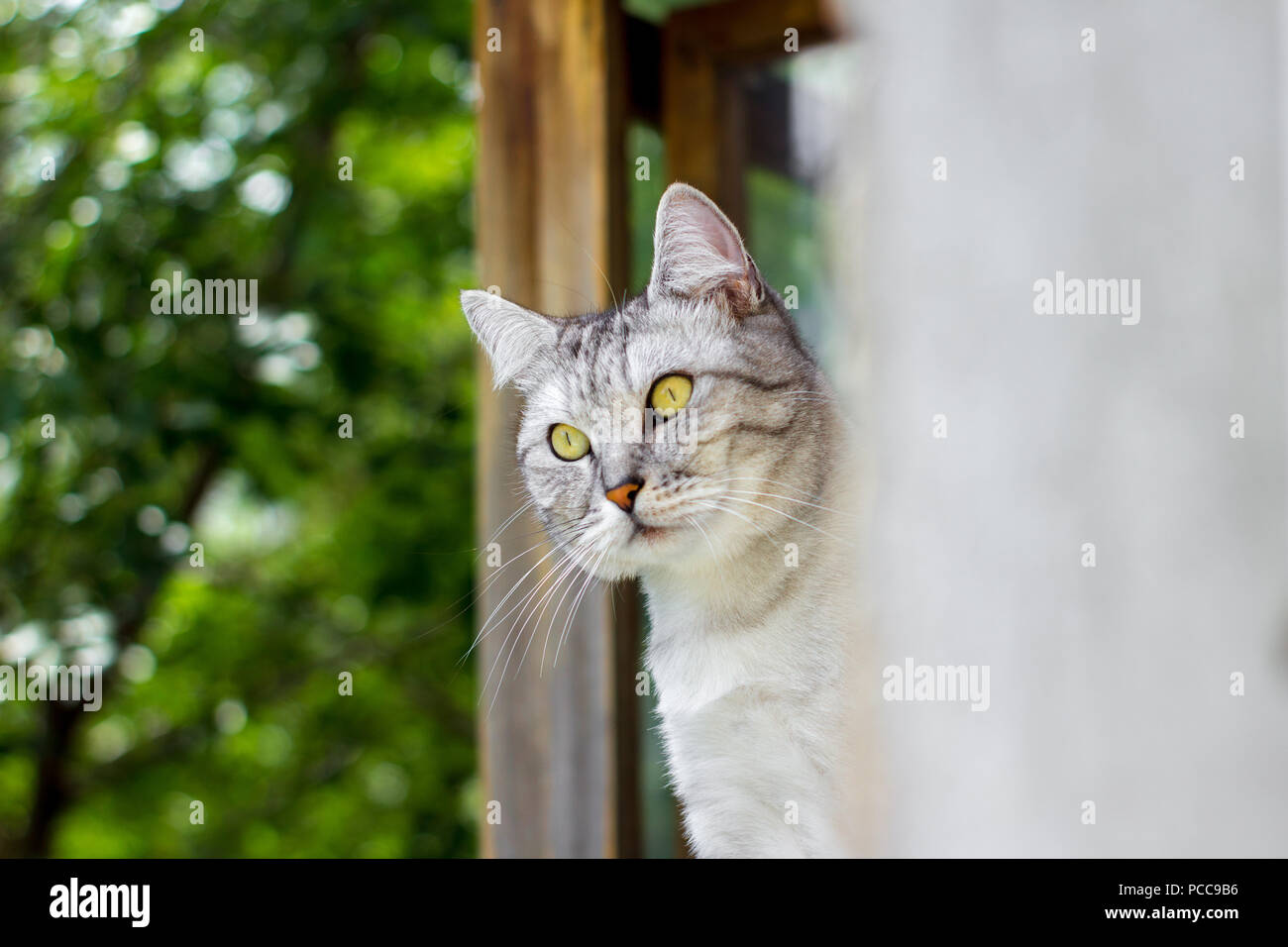 View from the corner: gray cat sitting on green leaves bokeh blurred background Stock Photo