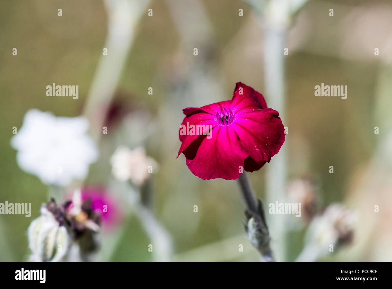 A close up of a rose campion (Lychnis coronaria) flower Stock Photo