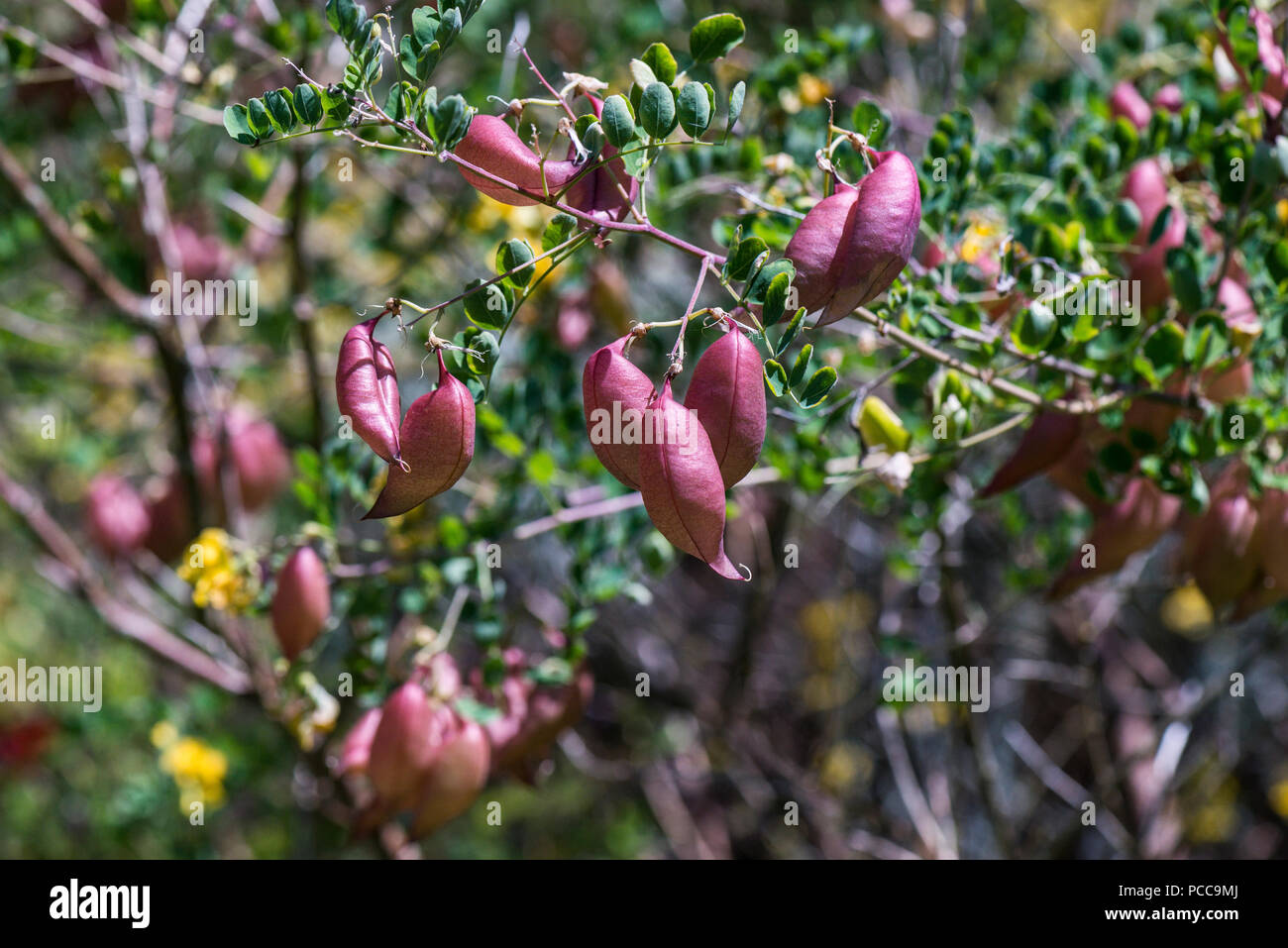 The translucent, inflated fruits of a common bladder senna (Colutea arborescens) Stock Photo