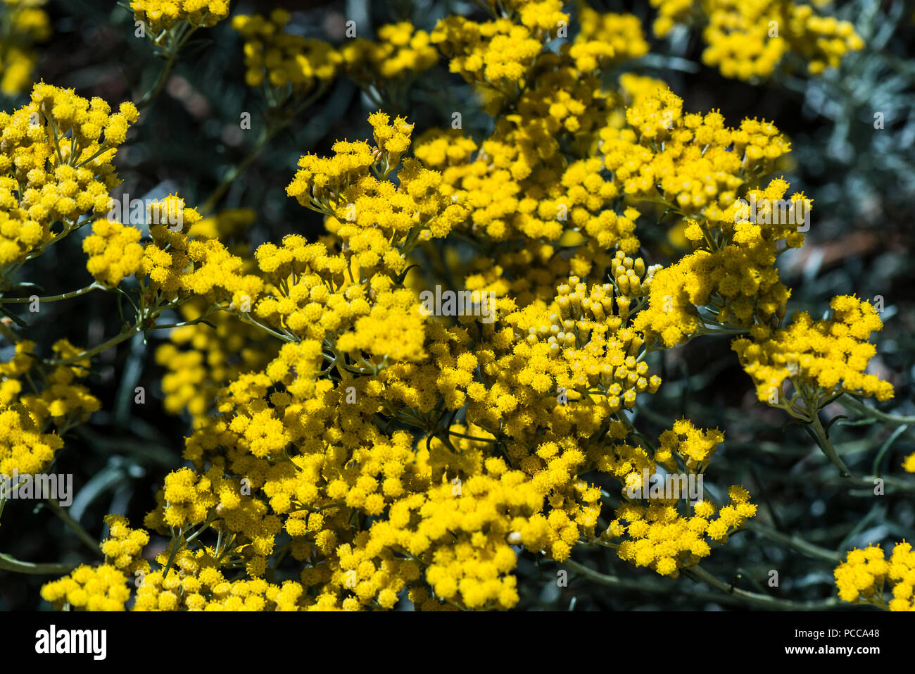 The small yellow flowerheads of a curry plant (Helichrysum italicum) Stock Photo
