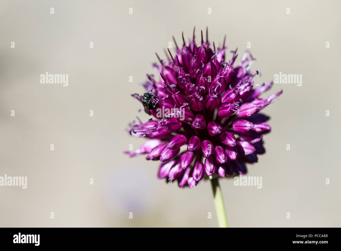 A small bee on the flower head of a round-headed garlic (Allium sphaerocephalon) Stock Photo