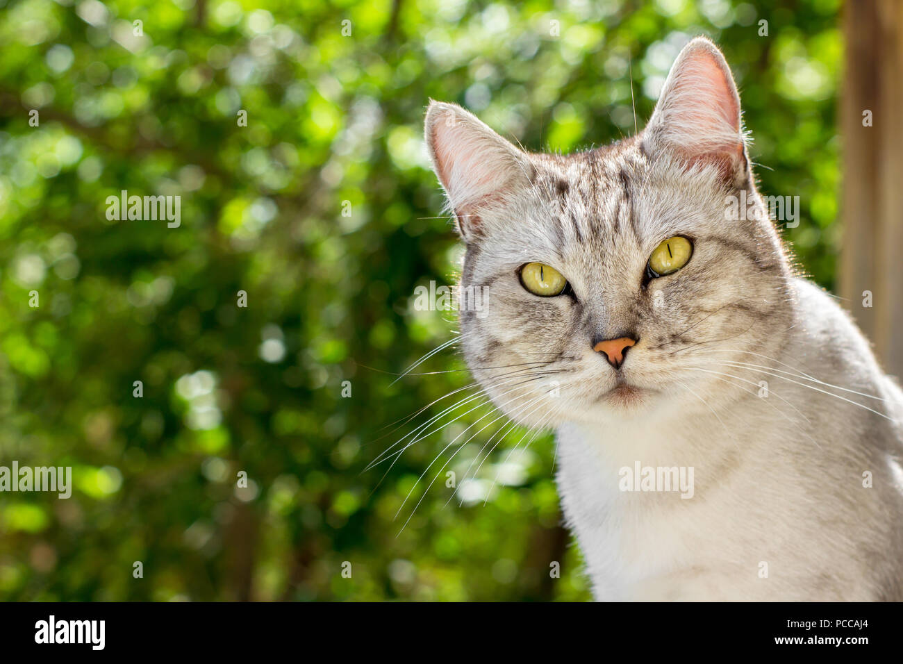 Portrait of gray cat with suspicious look on green blurred background Stock  Photo - Alamy