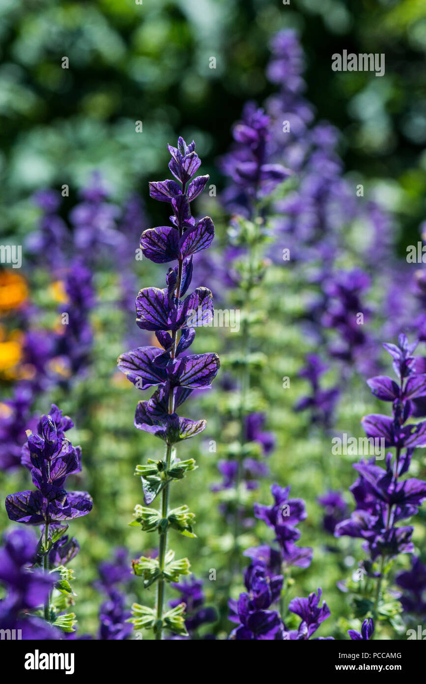 Salvia viridis 'Blue' Stock Photo