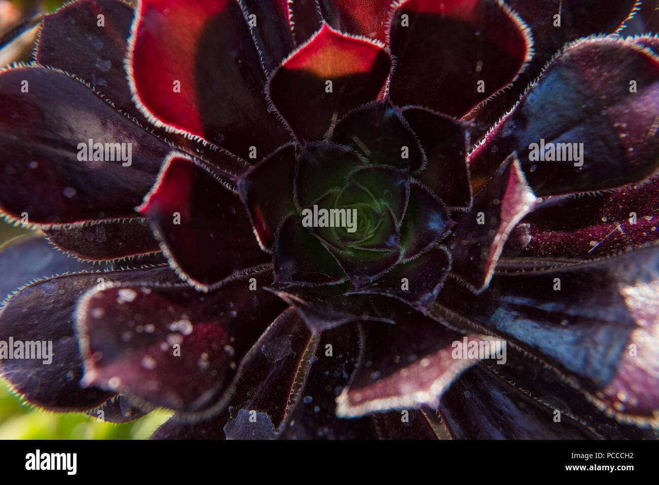 Nature wallpaper background of fat plant. Close-up texture photo. No ...