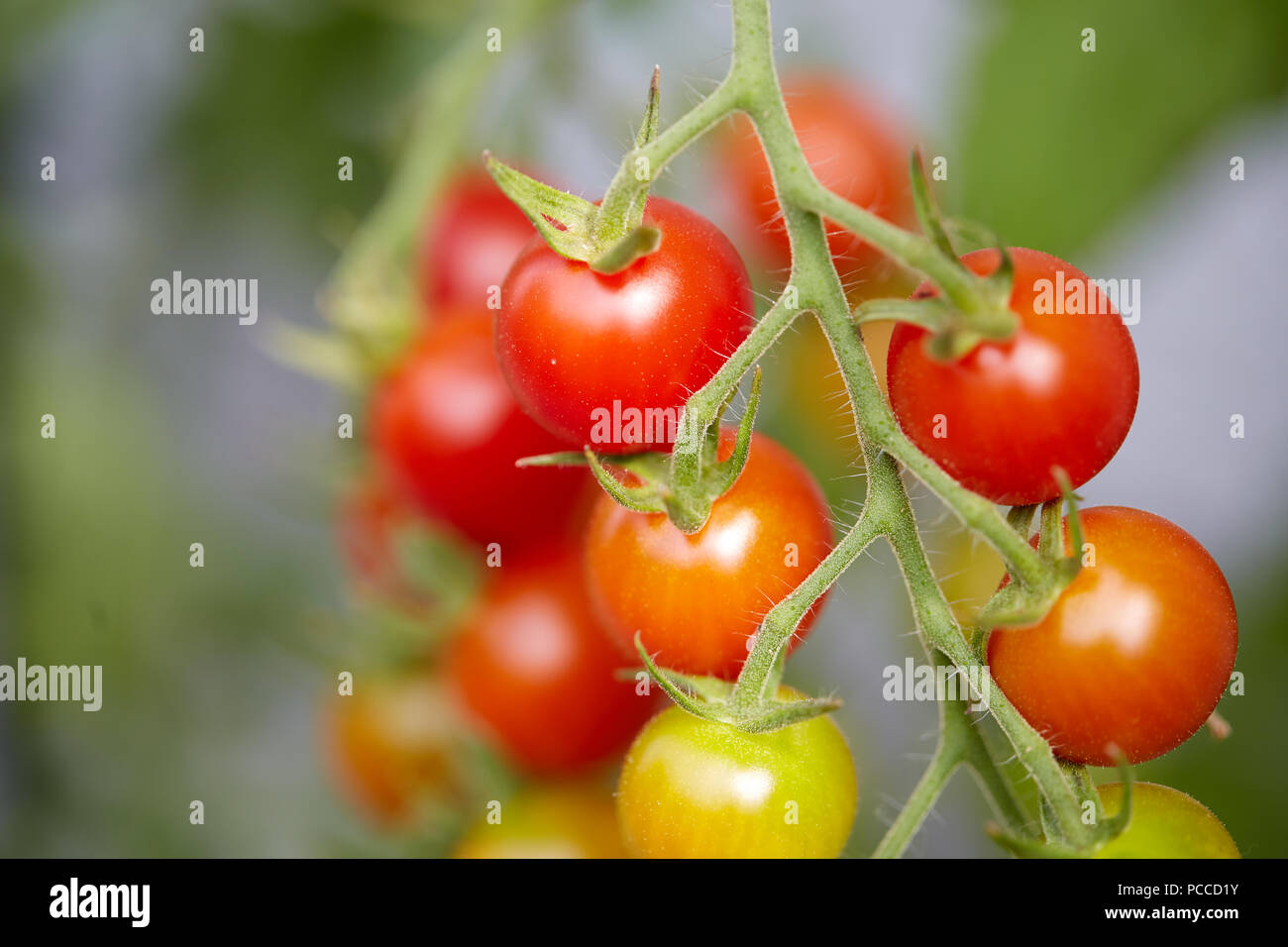 Green and red tomatoes on a risp gardening Stock Photo - Alamy