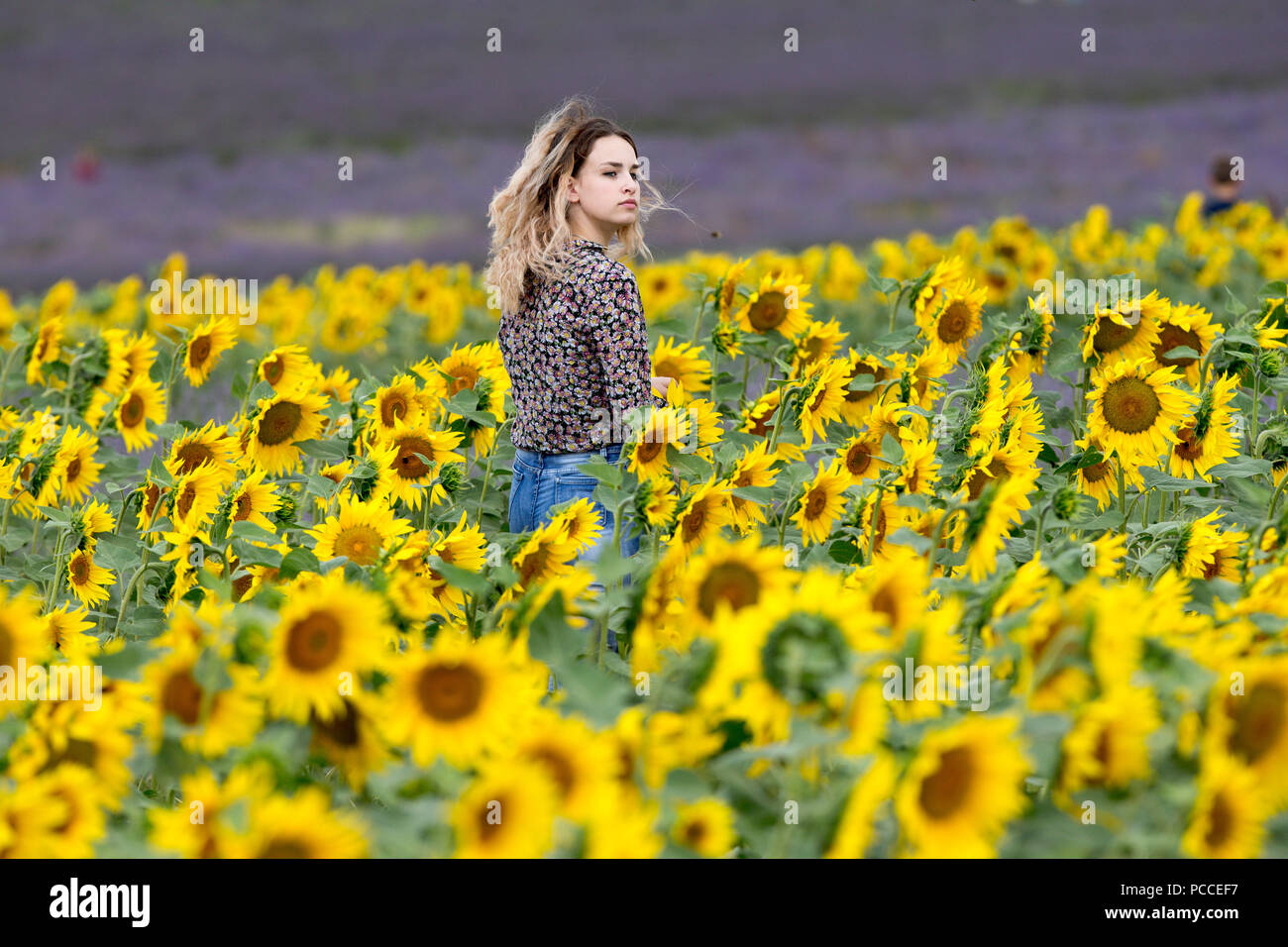 Shows a sea of purple flowers hi-res stock photography and images - Alamy