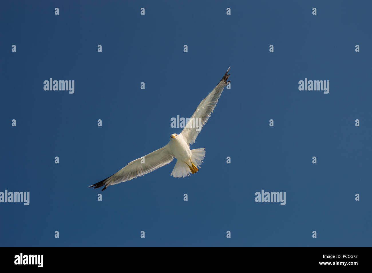Seagull in flight with wings spread from below under a blue sky. Stock Photo