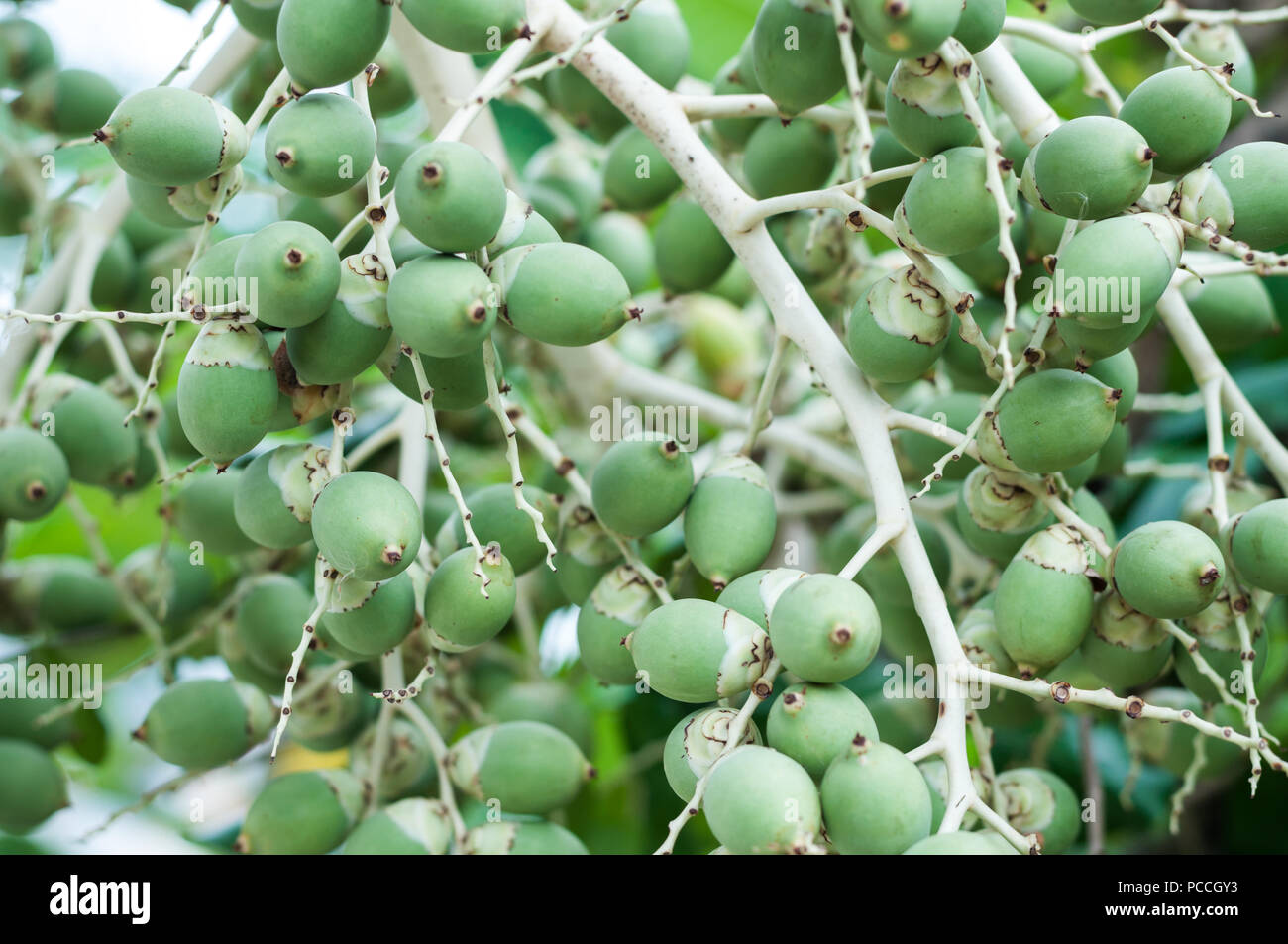 Areca nut is the seed of the areca palm hi-res stock photography and images  - Alamy