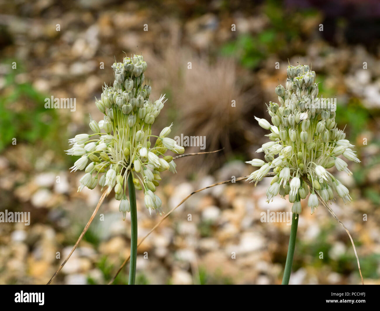 White, late summer flowers of the hardy ornamental onion, Allium carinatum ssp. pulchellum f. album Stock Photo