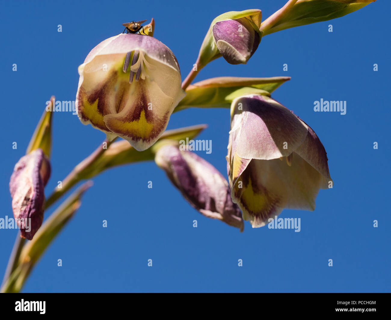 Arching flower stem and bell flowers of the South African corm, Gladiolus papilio, against a summer sky Stock Photo