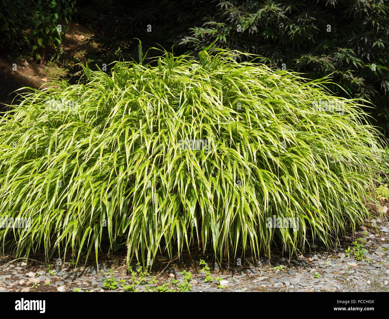 Japanese Forest Grass High Resolution Stock Photography and Images Alamy