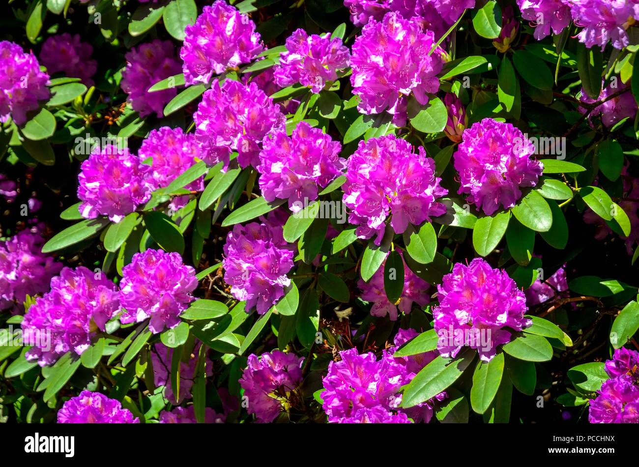 Spring natural background. Beautiful blooming rhododendrons in the park. Stock Photo