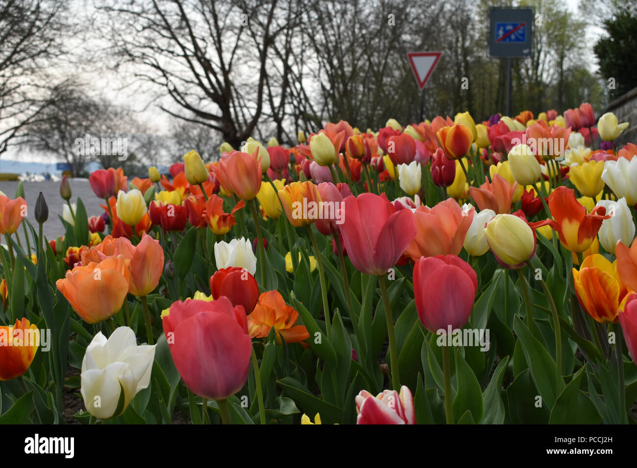 Tulips (Tulipa) form a genus of spring-blooming perennial herbaceous bulbiferous geophytes. The flowers are usually large, showy and brightly coloured. Stock Photo