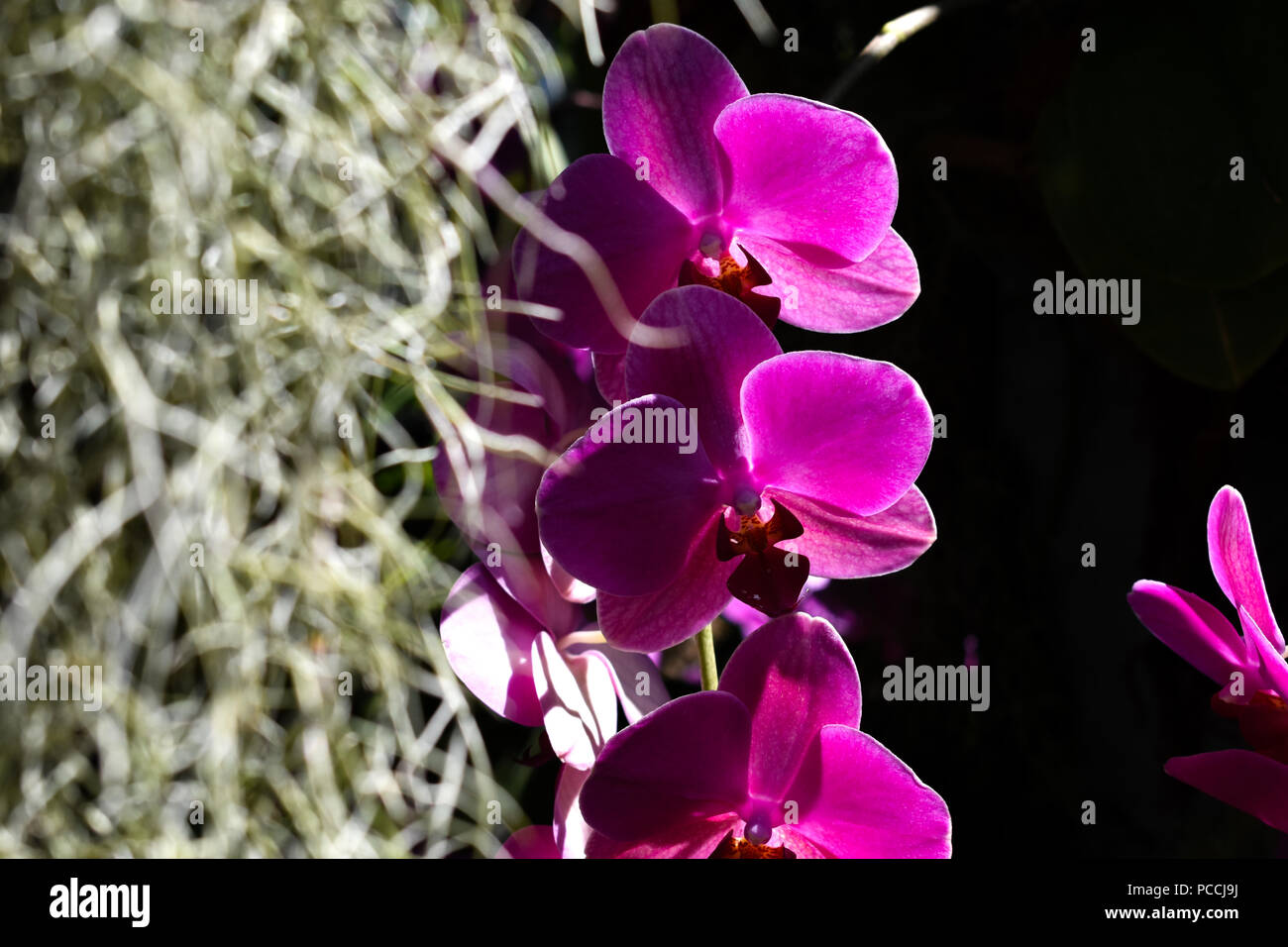 The Orchidaceae are a diverse and widespread family of flowering plants, with blooms that are often colourful and fragrant. Stock Photo