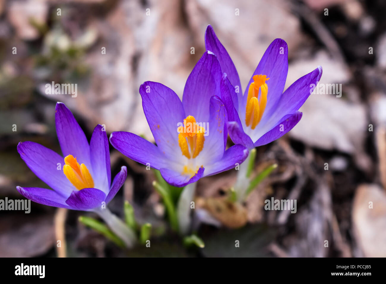 Crocus is a genus of flowering plants in the iris family comprising 90 species of perennials growing from corms. Stock Photo