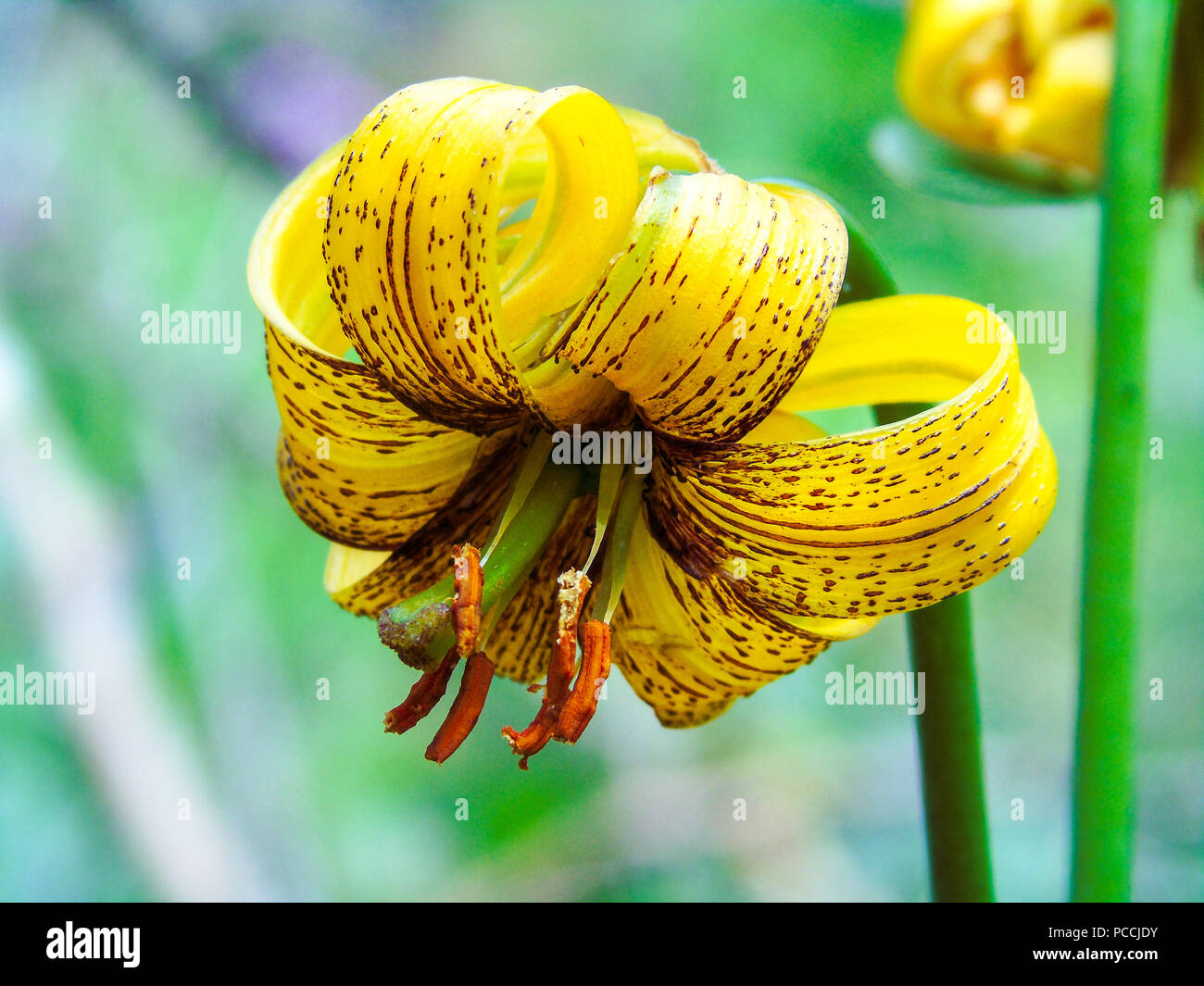 Lilium bosniacum is a lily native to Bosnia and Herzegovina. It's also known as golden lily and Bosnian lily. Stock Photo