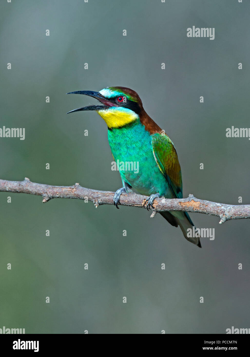 European bee-eater perched on branch Stock Photo