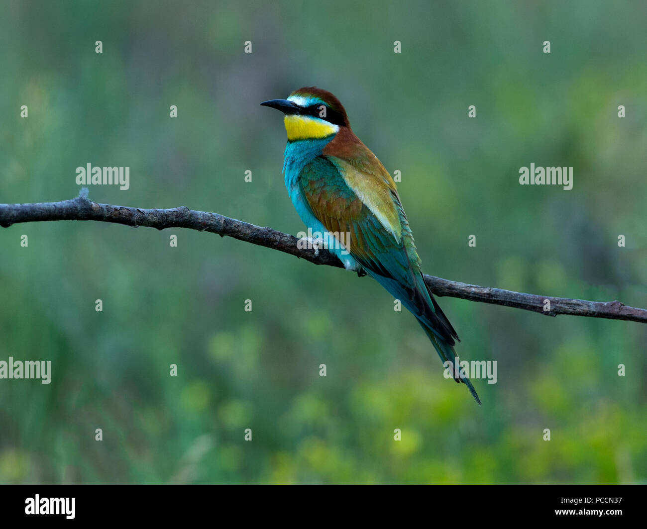 European bee-eater perched on branch Stock Photo