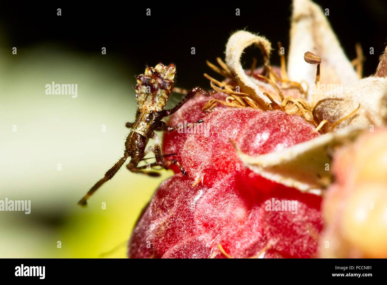 Dock bug (Coreus marginatus) 2nd instar nympth Stock Photo