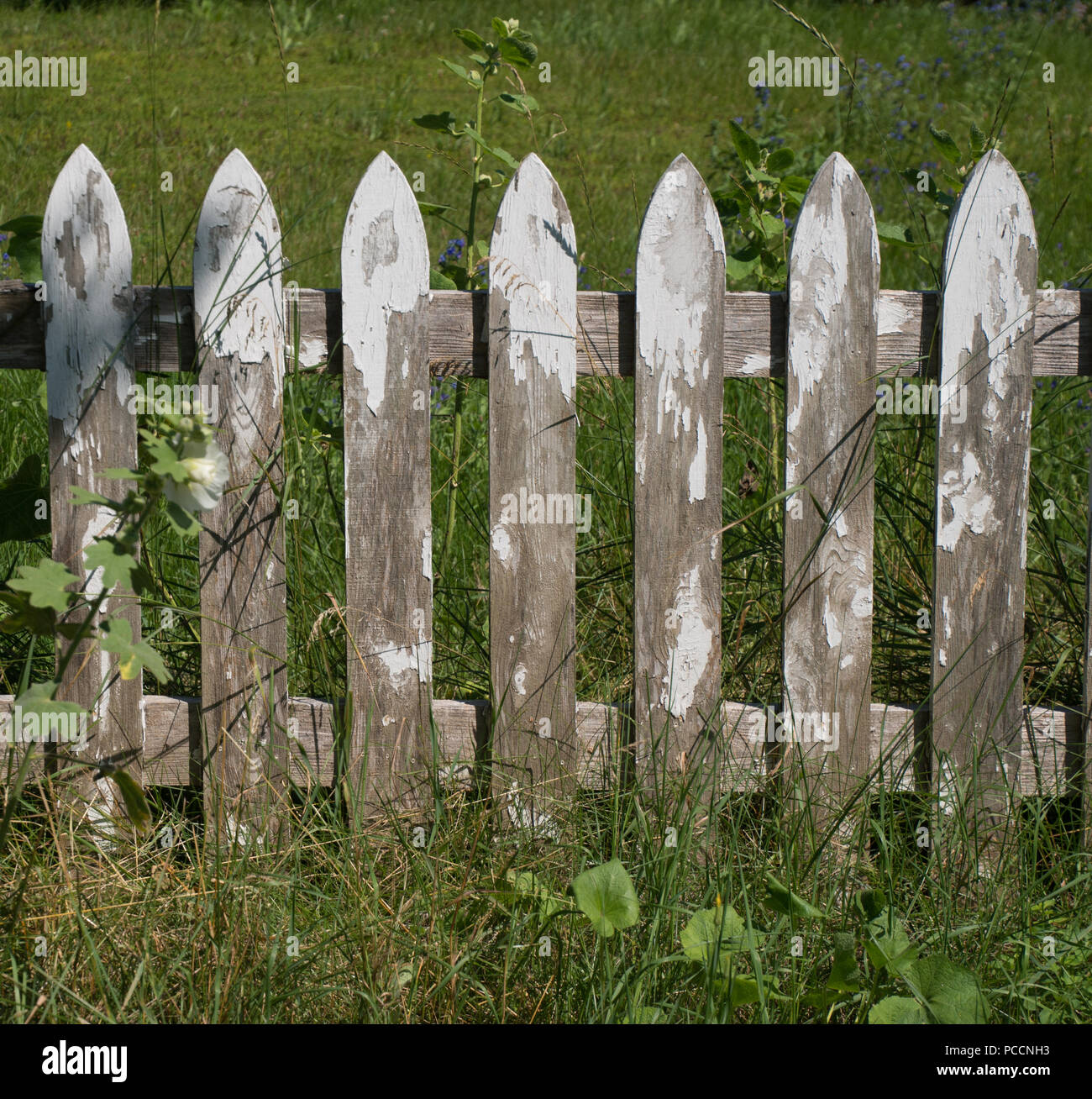 Grungy old weathered white picket fence with grass background wallpaper Stock Photo