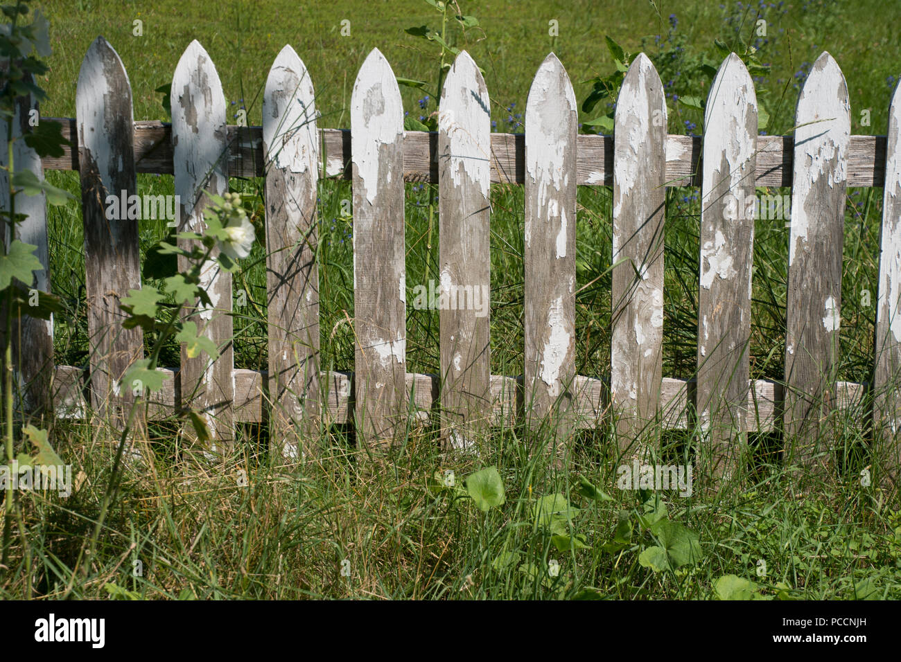 Grungy old weathered white picket fence with grass background wallpaper Stock Photo