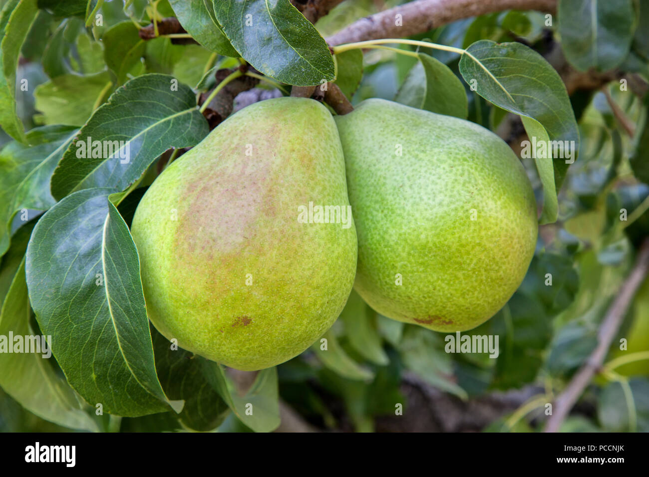 Comice Pears with foliage, maturing on branch 'Pyrus communist'. Stock Photo