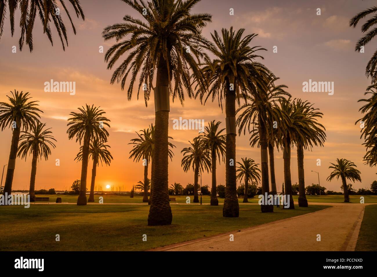 Sunset over palm trees at Saint Kilda in Melbourne in the summer Stock Photo