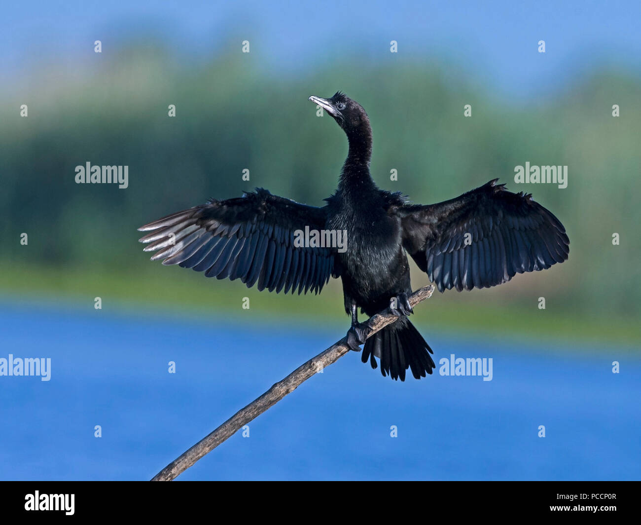 Cormorant with wings spread hires stock photography and images Alamy