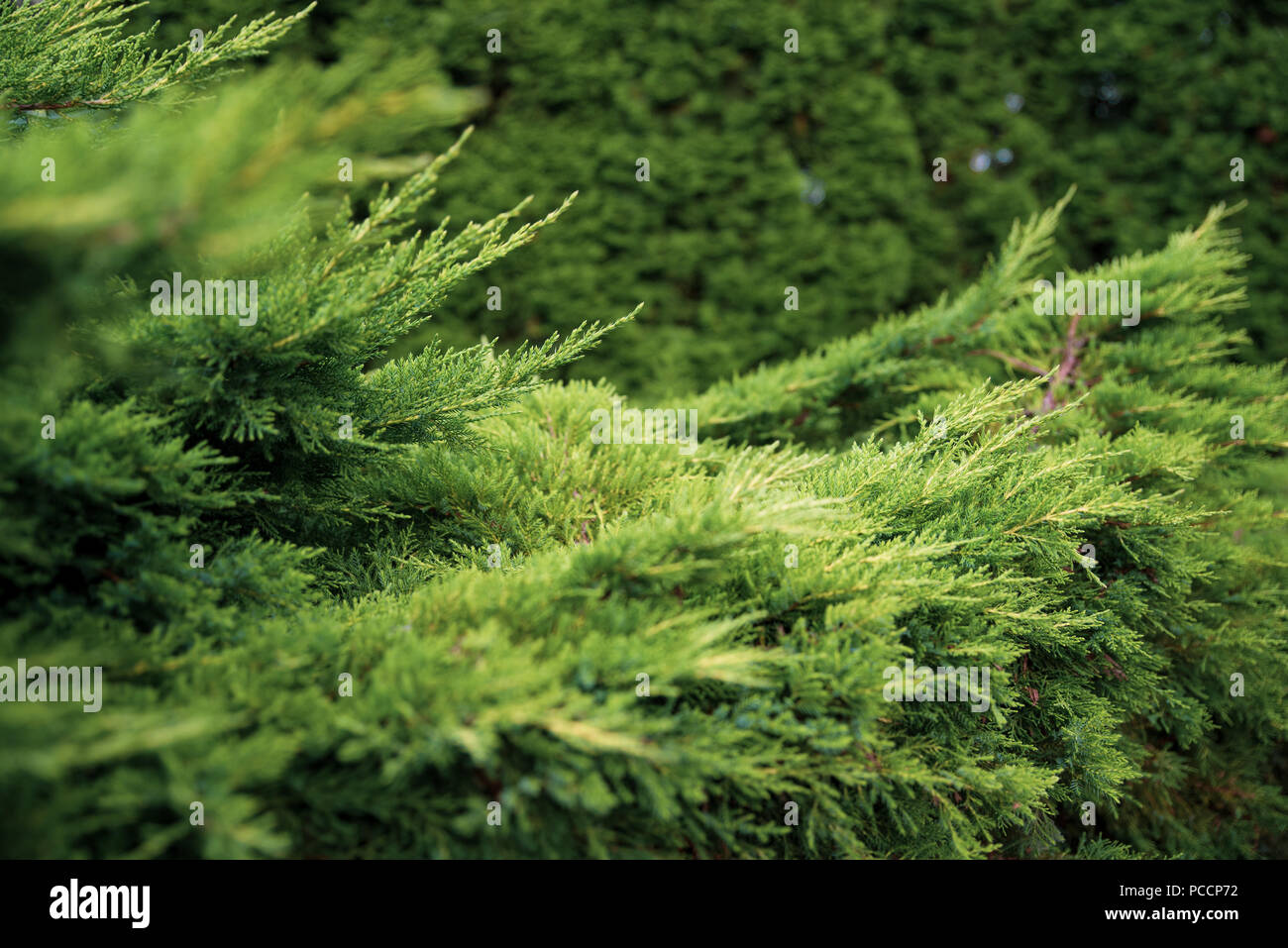 Thuja tree branches, landscaping and decoration services, background with space for text Stock Photo