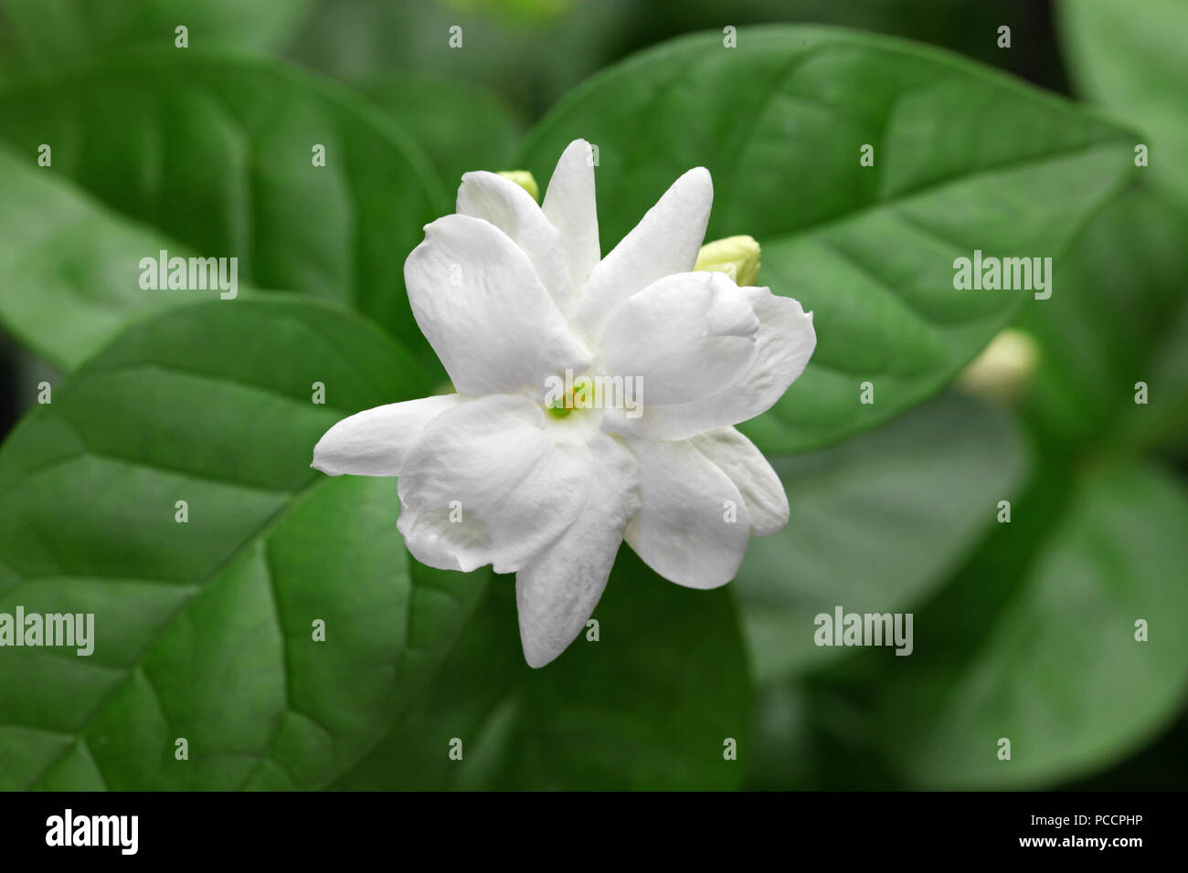 jasmine tea flower, arabian jasmine, jasminum sambac Stock Photo Alamy