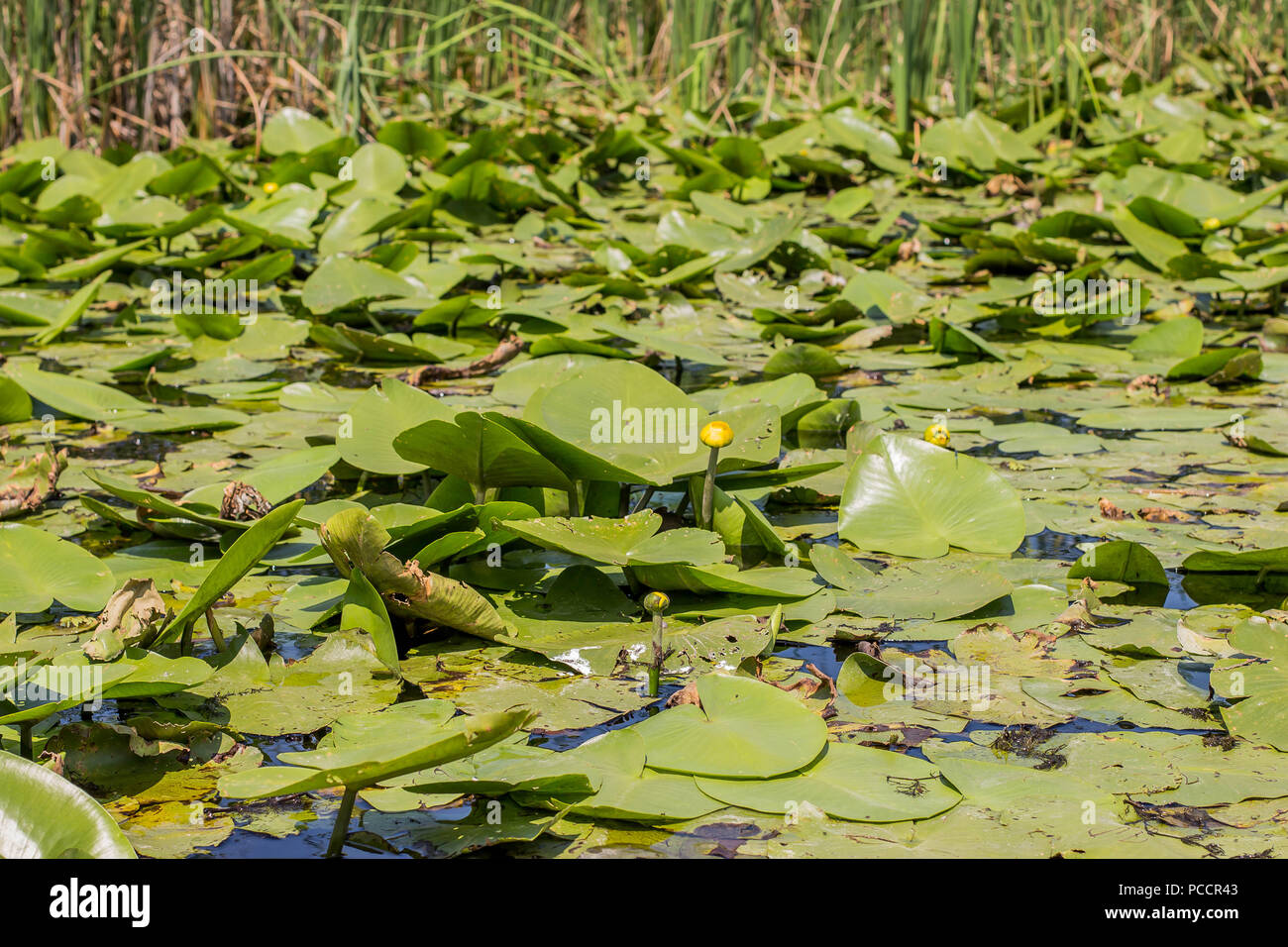 Floating leaves and yellow flowers of Nuphar lutea / yellow water lily Stock Photo