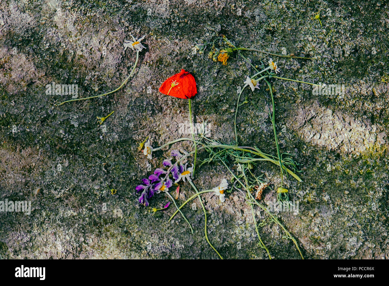flowers on concrete Stock Photo