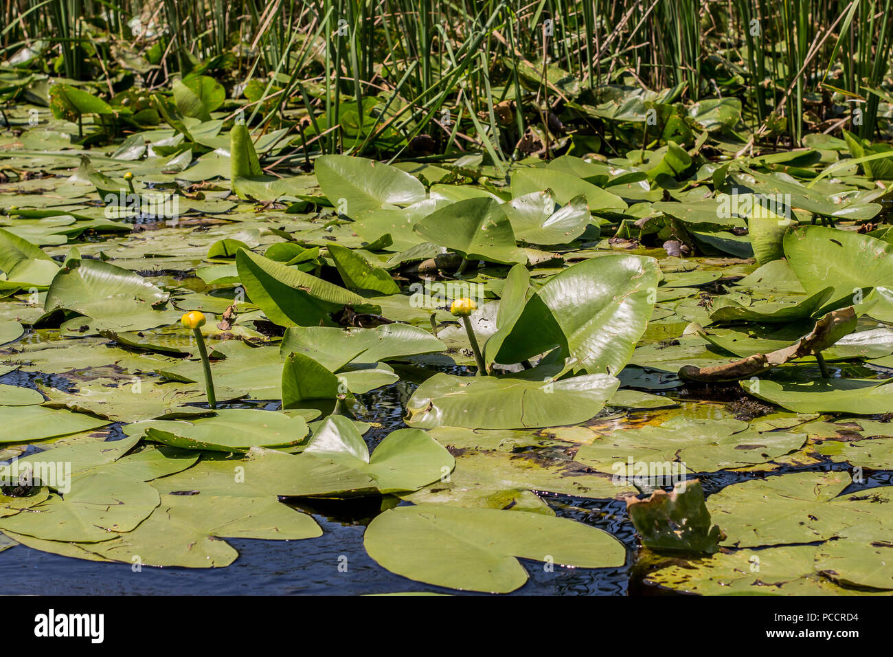 Floating leaves and yellow flowers of Nuphar lutea / yellow water lily Stock Photo