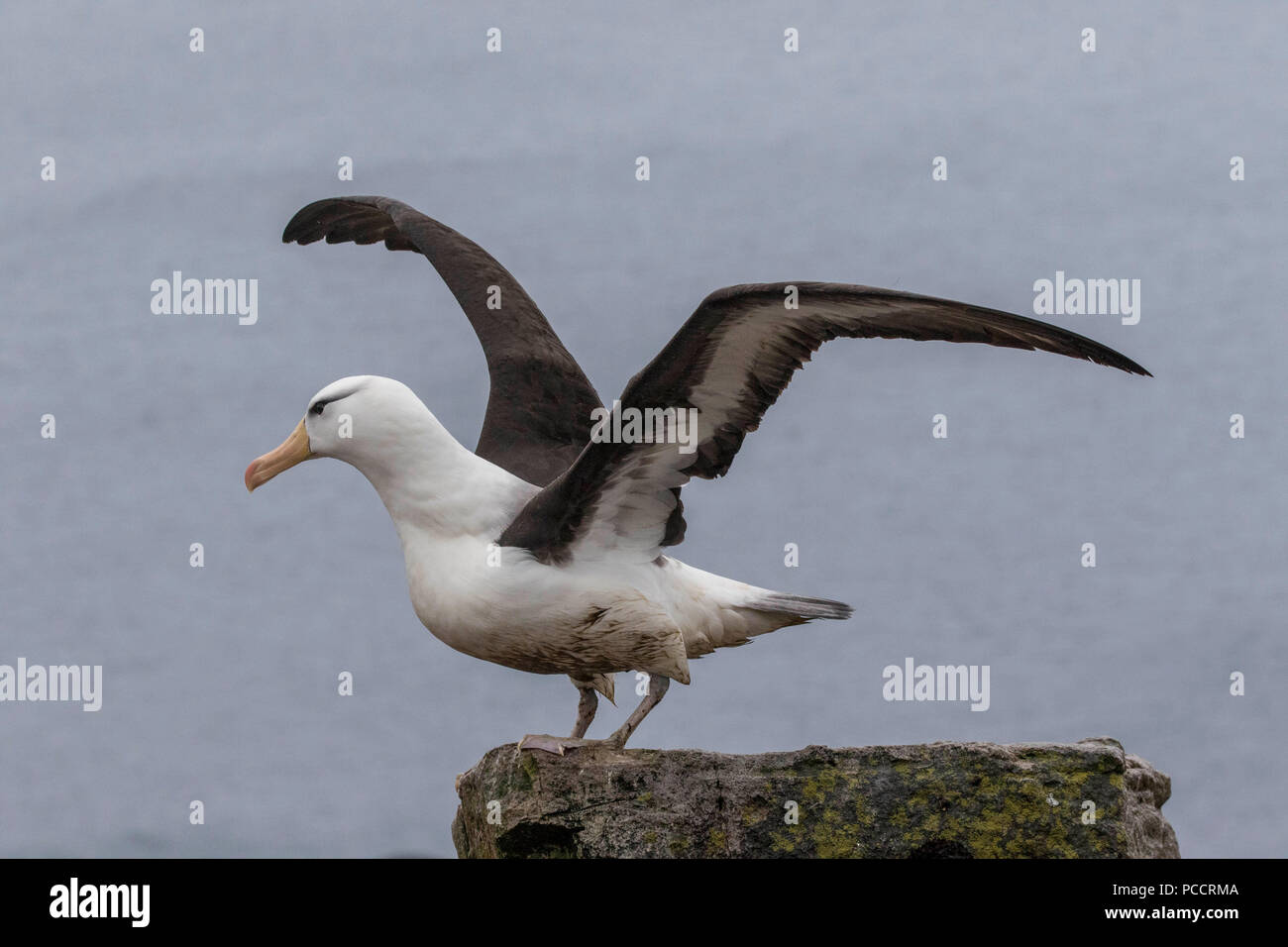 Black broiwed albatross with wings spread at a rookery in the Falkland islands Stock Photo