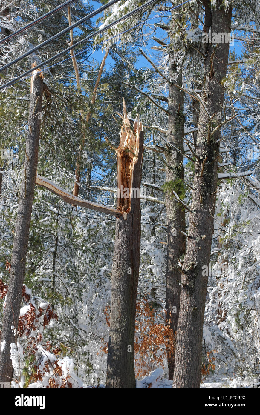 After a winter storm a tree split in half in a forest Stock Photo