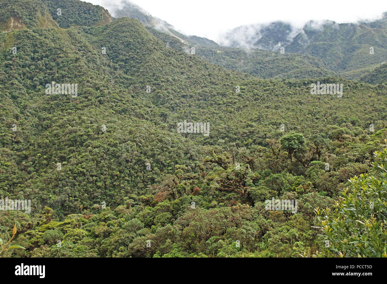 view over rainforest with low clouds  Tapichalaca Reserve, Zamora-Chinchipe Province, Ecuador Stock Photo
