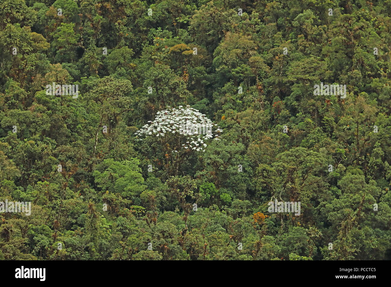 view over rainforest with white flowering tree  Tapichalaca Reserve, Zamora-Chinchipe Province, Ecuador Stock Photo