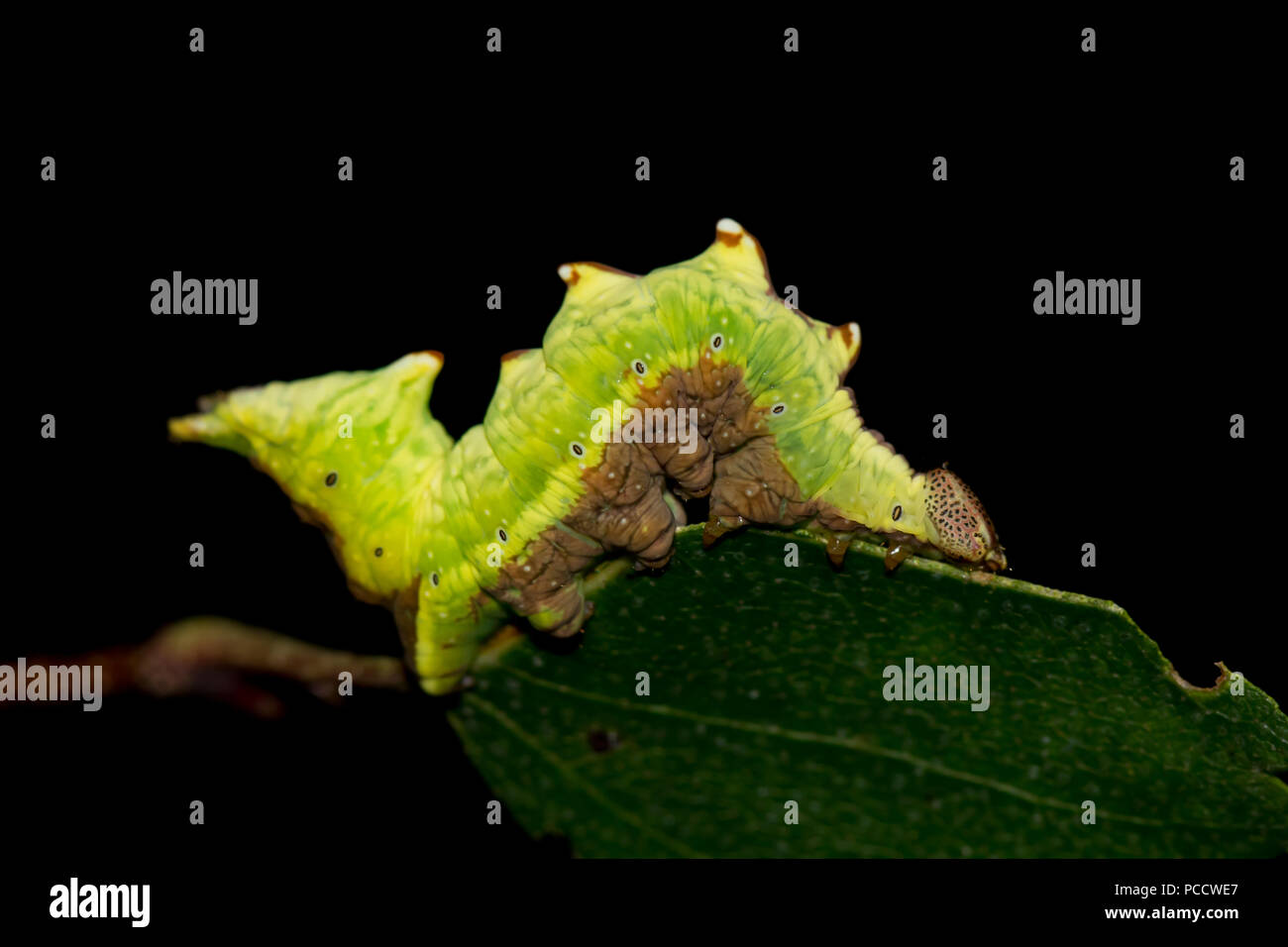 Iron prominent moth larvae Stock Photo